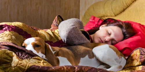 Is fido making it hard to sleep?